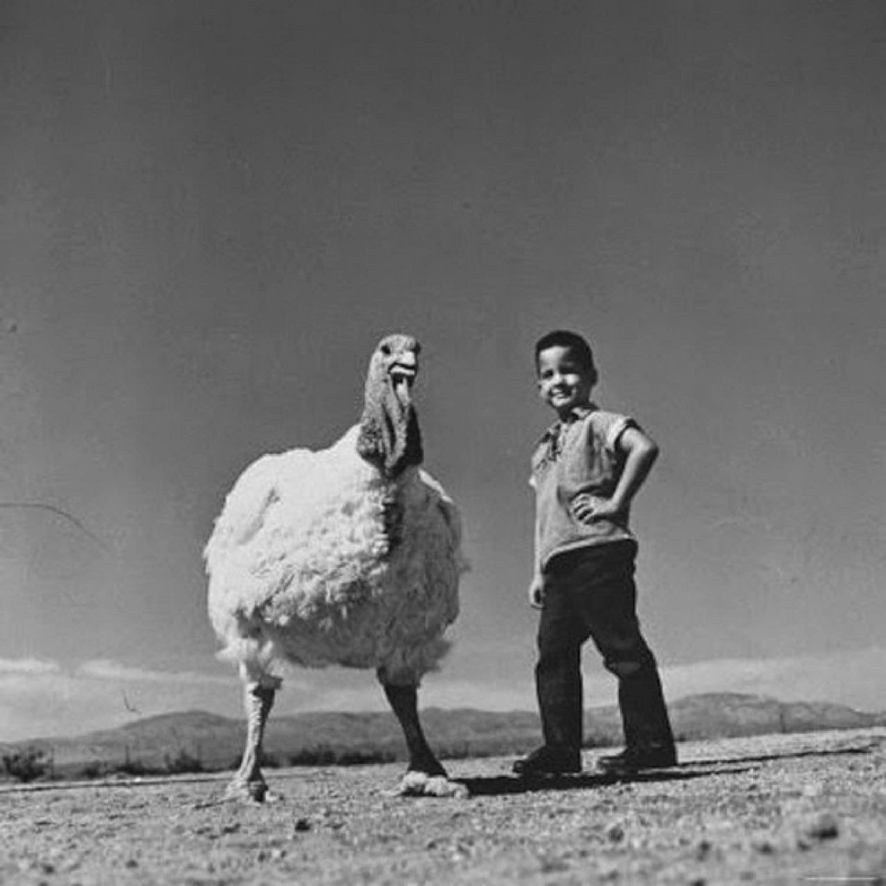 LIFE of German Crane from&nbsp;Halberstadt