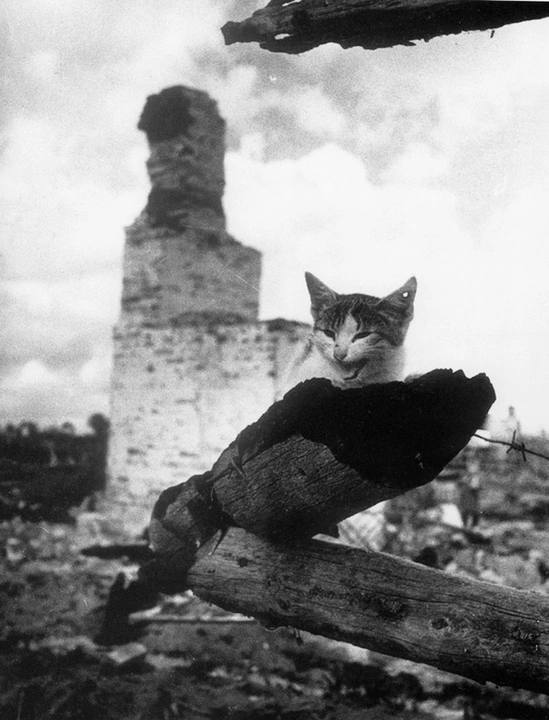 "A cat with a shot through ear" - Photo: Mikhail Savin, 1943